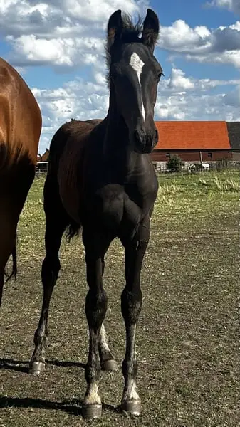 Eyecatcher in Schwarz