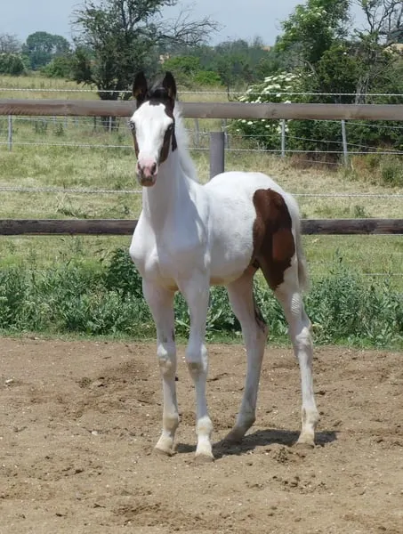 Homozygotes Tobiano Hengstfohlen