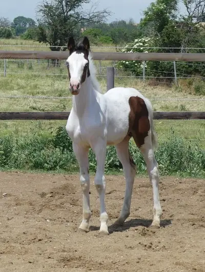 Homozygotes Tobiano Hengstfohlen