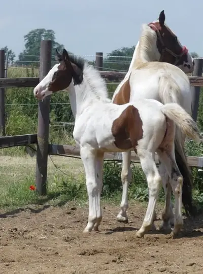 Homozygotes Tobiano Hengstfohlen