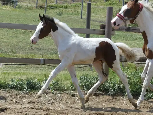 Homozygotes Tobiano Hengstfohlen