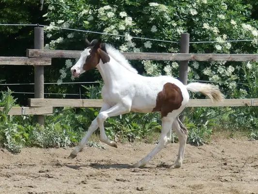 Homozygotes Tobiano Hengstfohlen