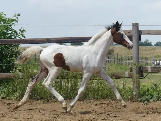 Homozygotes Tobiano Hengstfohlen