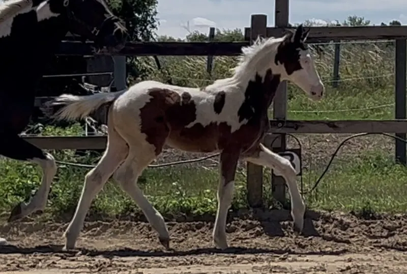 Homozygot tobiano Hengstfohlen