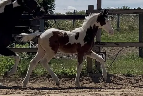 Homozygot tobiano Hengstfohlen