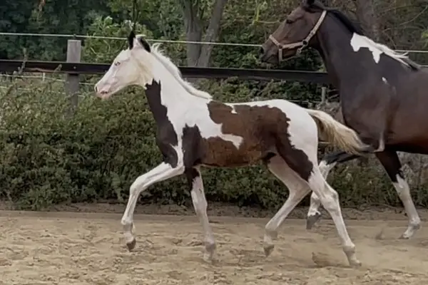 Homozygot tobiano Hengstfohlen