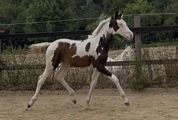 Homozygot tobiano Hengstfohlen