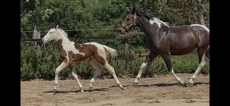 Homozygot tobiano Hengstfohlen