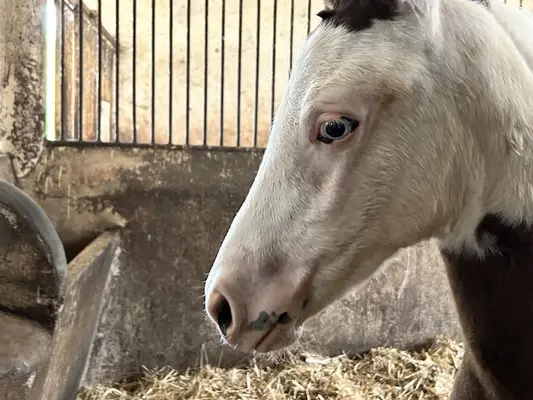 Homozygot tobiano Hengstfohlen