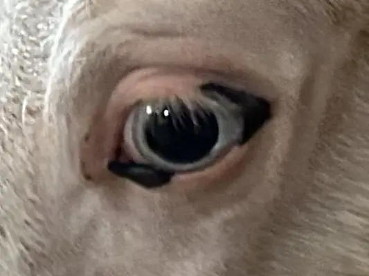 Homozygot tobiano Hengstfohlen