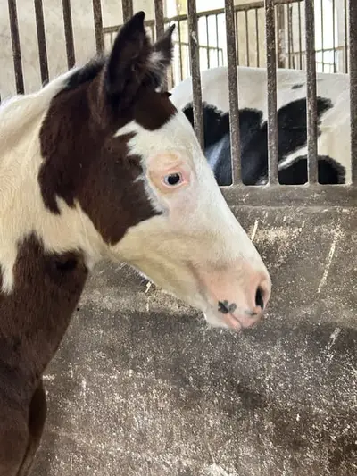 Homozygot tobiano Hengstfohlen