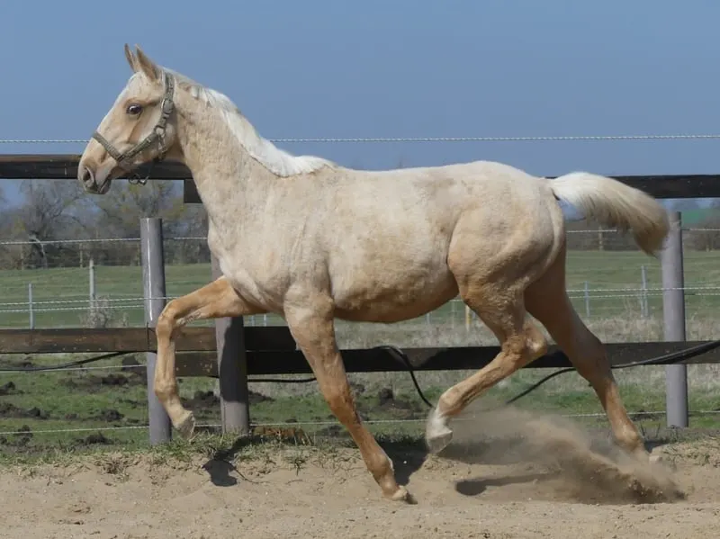 Großrahmiges Palomino Hengstfohlen