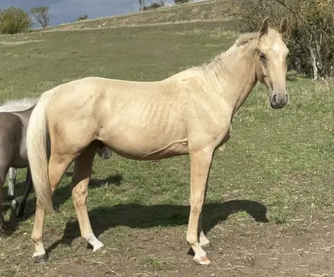 Großrahmiges Palomino Hengstfohlen