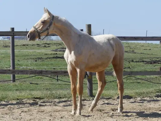 Großrahmiges Palomino Hengstfohlen
