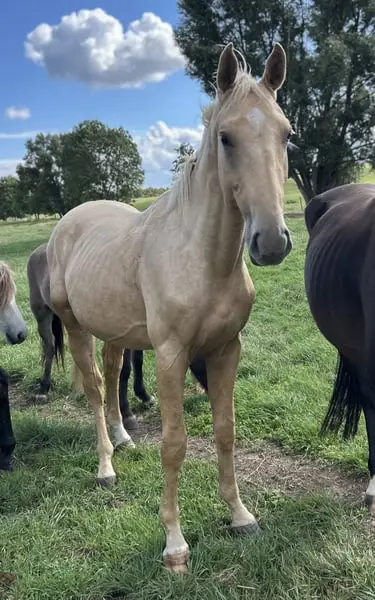 Großrahmiges Palomino Hengstfohlen