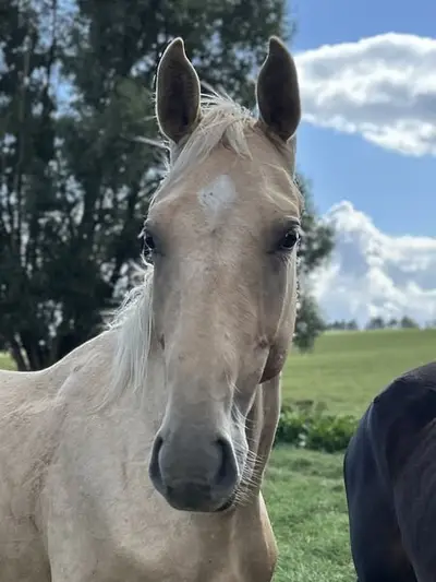 Großrahmiges Palomino Hengstfohlen
