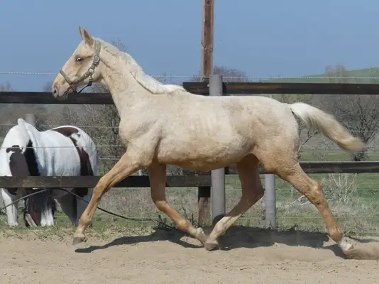 Großrahmiges Palomino Hengstfohlen