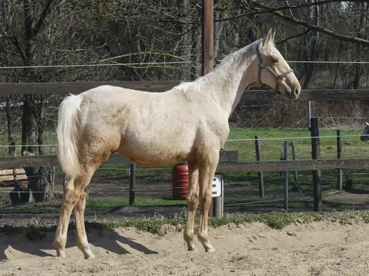 Großrahmiges Palomino Hengstfohlen