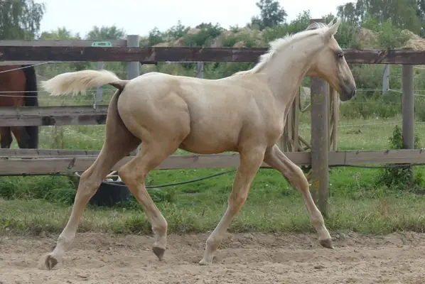 Großrahmiges Palomino Hengstfohlen