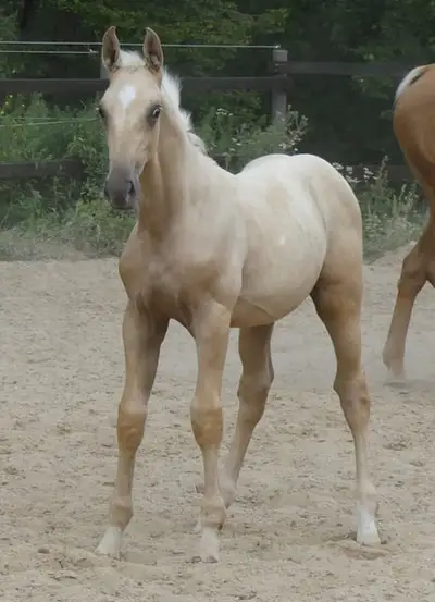 Großrahmiges Palomino Hengstfohlen