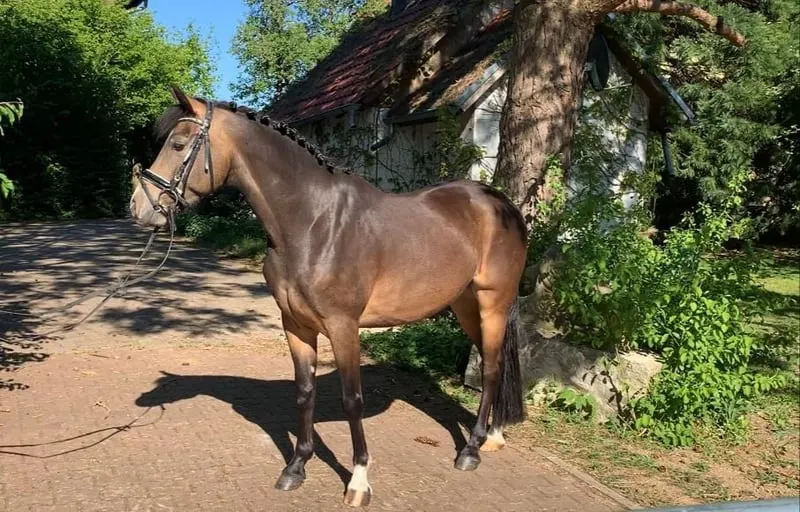 Unverbrauchtes Sportponys mit viel Potential