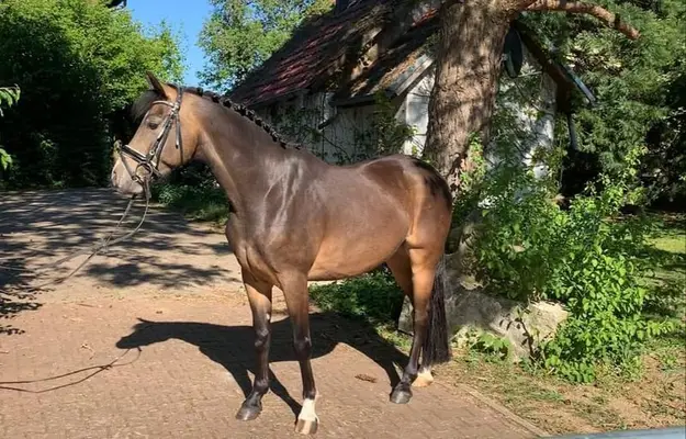 Poni deportivo sin desgaste con mucho potencial