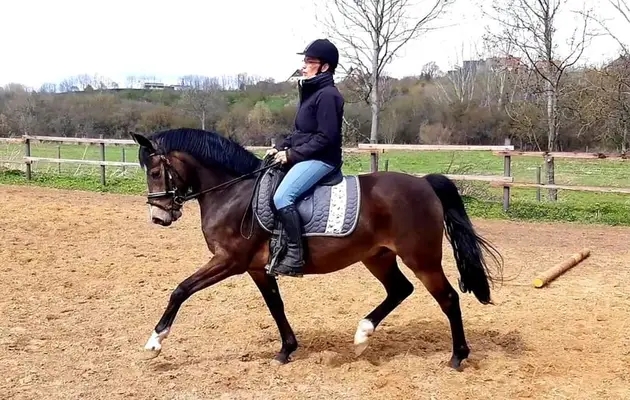 Unverbrauchtes Sportponys mit viel Potential