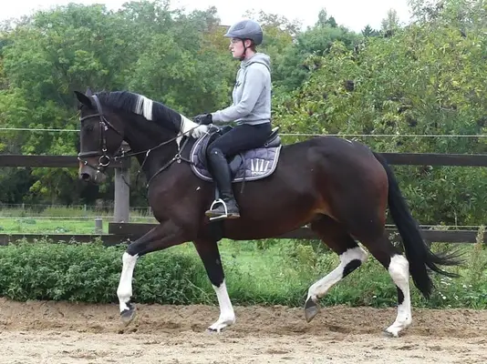 Allrounder Stute mit viel Bewegungspotenzial