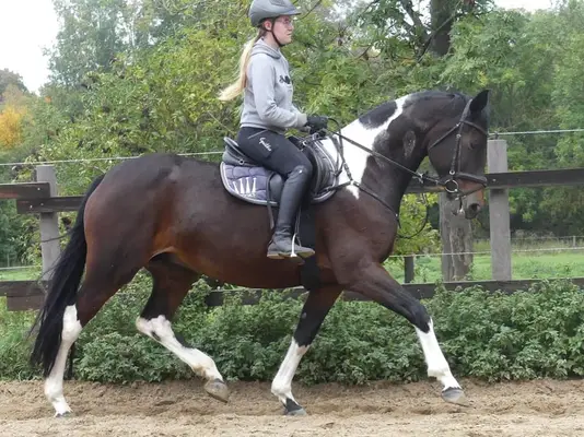 Allrounder Stute mit viel Bewegungspotenzial