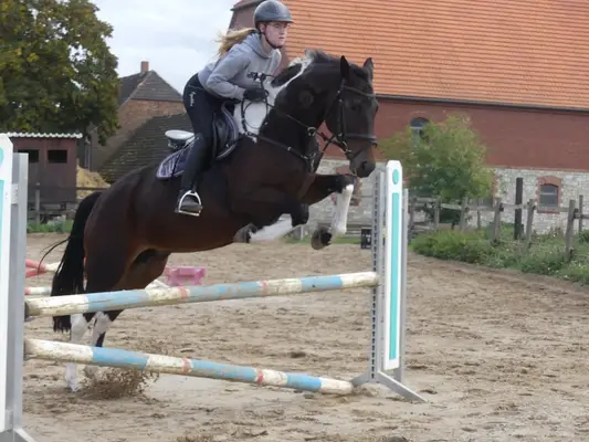 Allrounder Stute mit viel Bewegungspotenzial