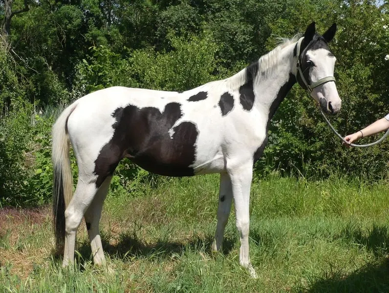 Homozygote Scheckstute