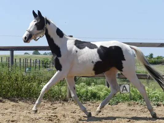 Homozygote Scheckstute