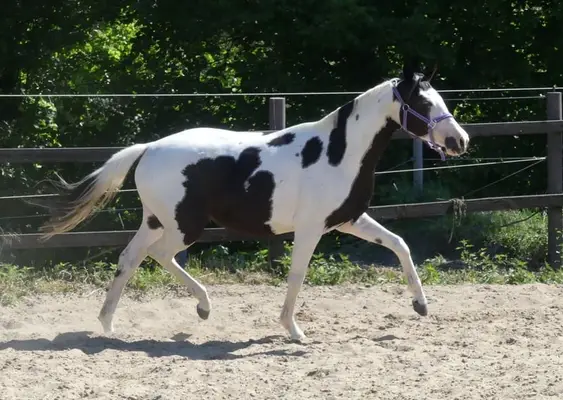 Homozygote Scheckstute