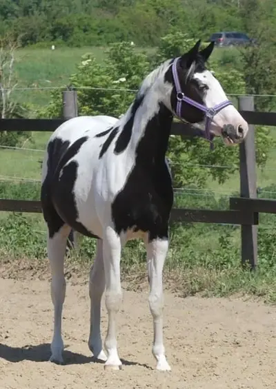 Homozygote Scheckstute