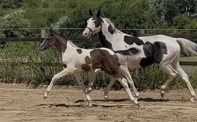 Homozygote Scheckstute