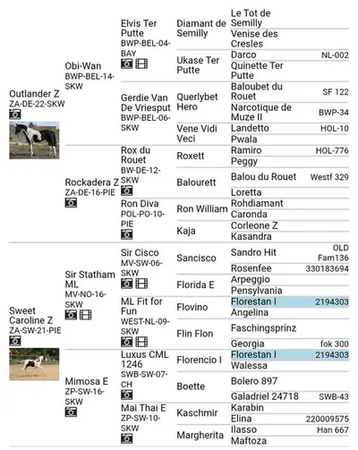 Homozygote Scheckstute