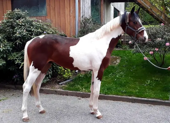 Leistungsgenetik mit Farbe vereint !!