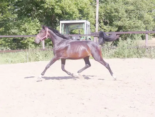 Direkter Furioso II Enkel mit entsprechender Qualität !!