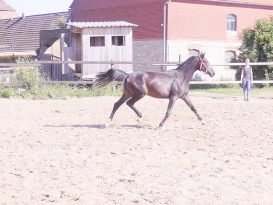 Direkter Furioso II Enkel mit entsprechender Qualität !!