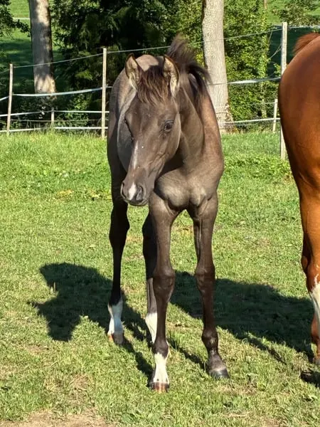 Traumhaftes Sportpony