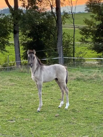 Traumhaftes Sportpony