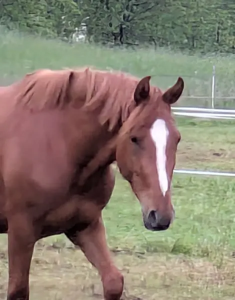 Typvolles Reitpony
