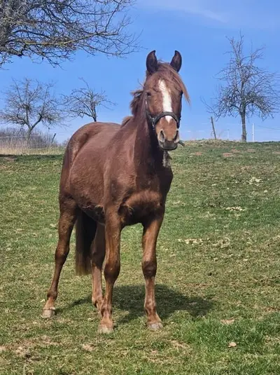 Typvolles Reitpony