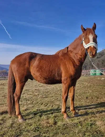 Typvolles Reitpony