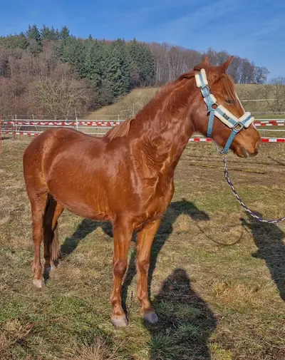 Typvolles Reitpony