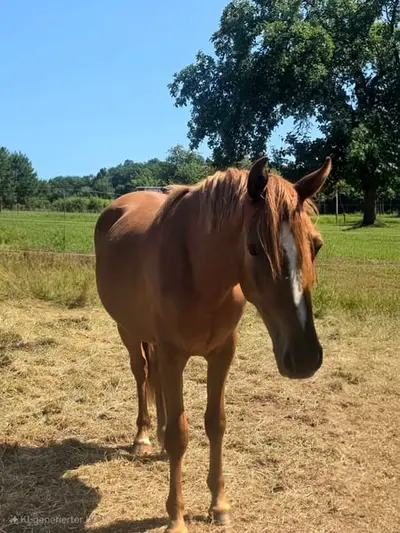 Typvolles Reitpony