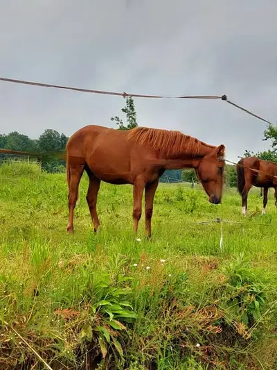 Typvolles Reitpony