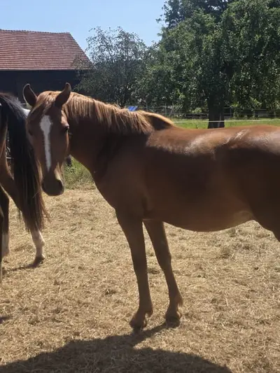Typvolles Reitpony