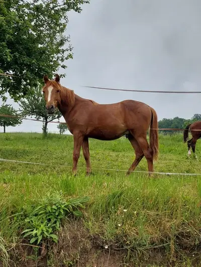 Typvolles Reitpony