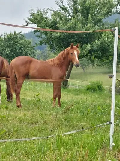 Typvolles Reitpony